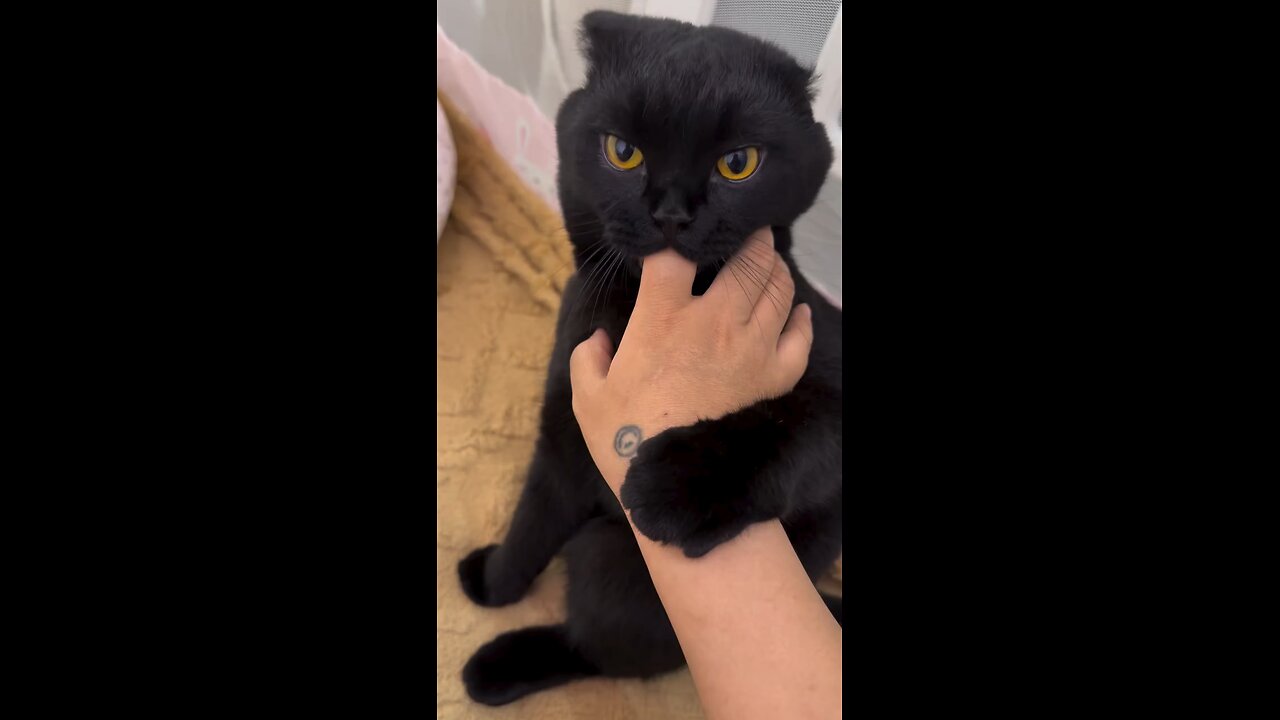 Cat eating fingers
