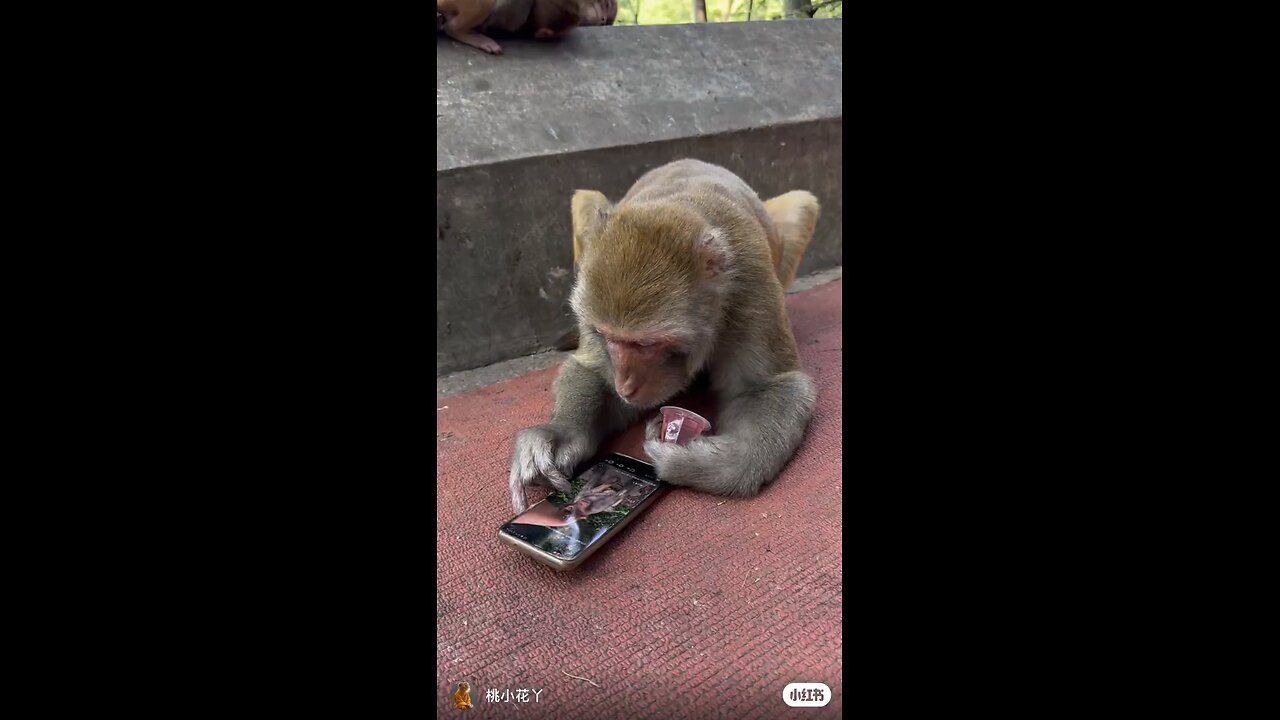 Monkey make a fun with phone 📱😱