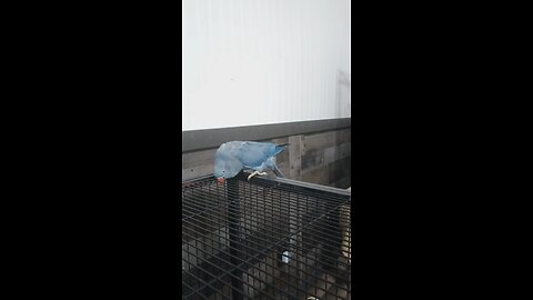 blueberry the Indian ringneck parrot