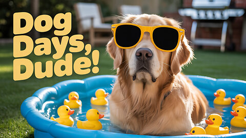 Funny Dog 😎 Funny Animal