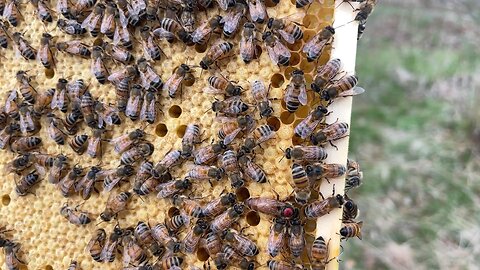 Spring Brood and looking great