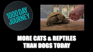 1000 Day Journey 0773 More Cats & Reptiles than Dogs Today... That's a first