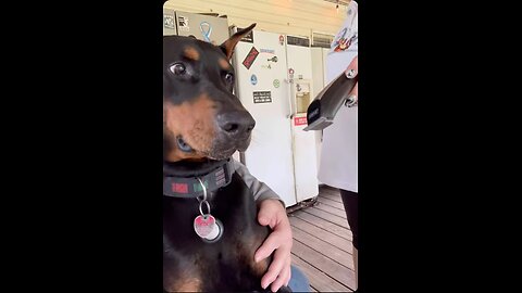 Doberman’s Hair Clipper Freakout – Lap Escape Panic!