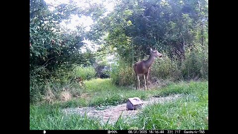 Deer Cam 08 31 2025 Game Cam Trail Cam