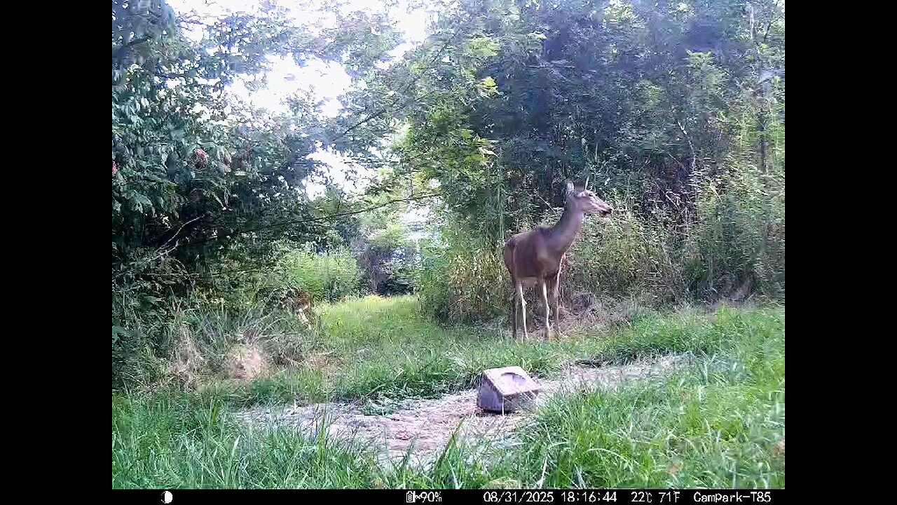 Deer Cam 08 31 2025 Game Cam Trail Cam