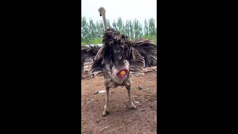 Funny animals #FunnyAnimals #AnimalHumor #CuteAndFunny #PetFails #AnimalVideos