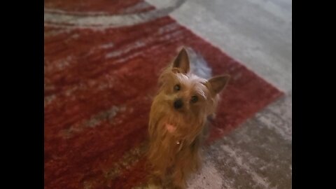 Kaylee our Yorkshire Terrier