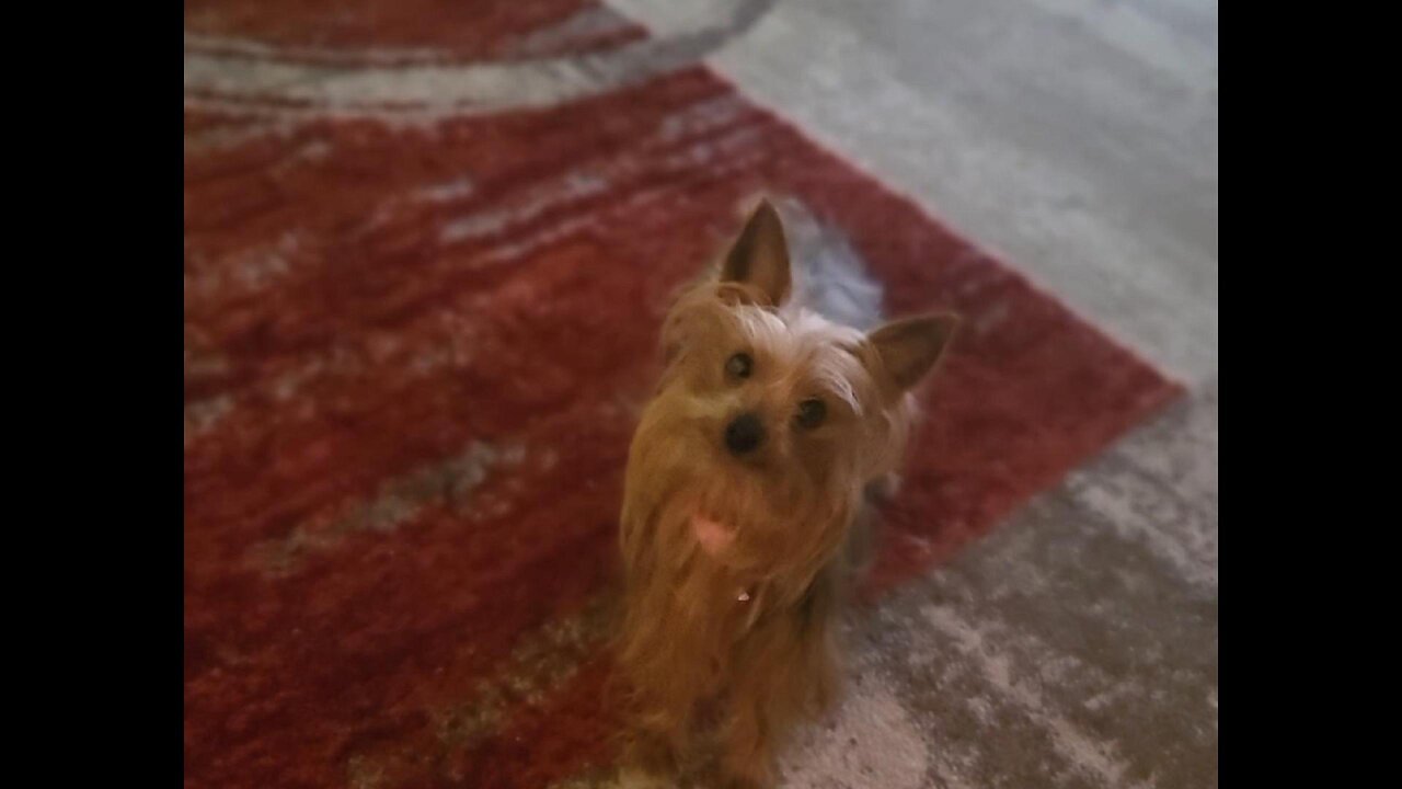 Kaylee our Yorkshire Terrier
