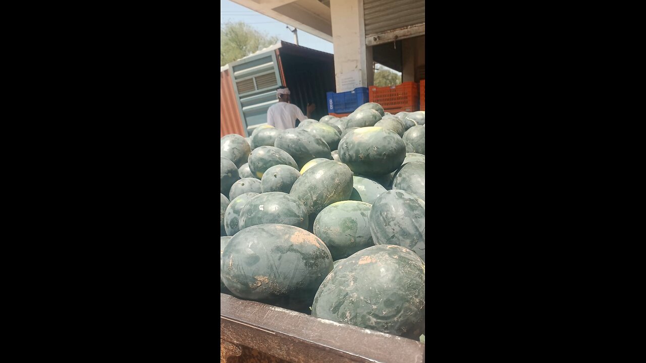 . "Refreshing & Nutritious: All About Watermelon"