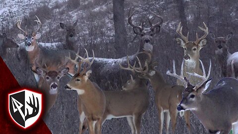 Covered Up in Bucks | Arrows Flying Everywhere!