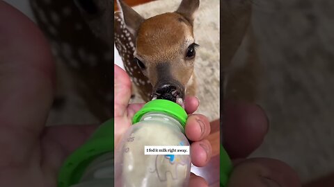 The deer was rescued from the pit and found him a new mom