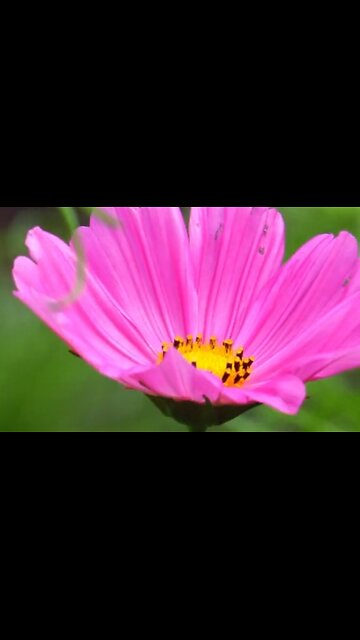 WHY WE DOUBT OUR SALVATION - DAILY DEVOTIONAL ❤️