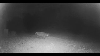 N0CTURNAL V!$!T0R$ !N THE W00D$ BEH!ND THE BACK FENCE