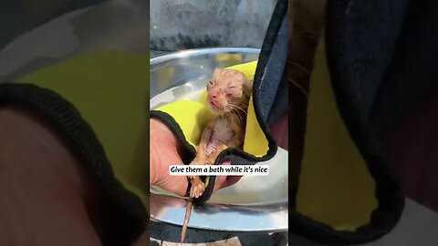 Котят выбросили у мусорных баков и парень спас их всех