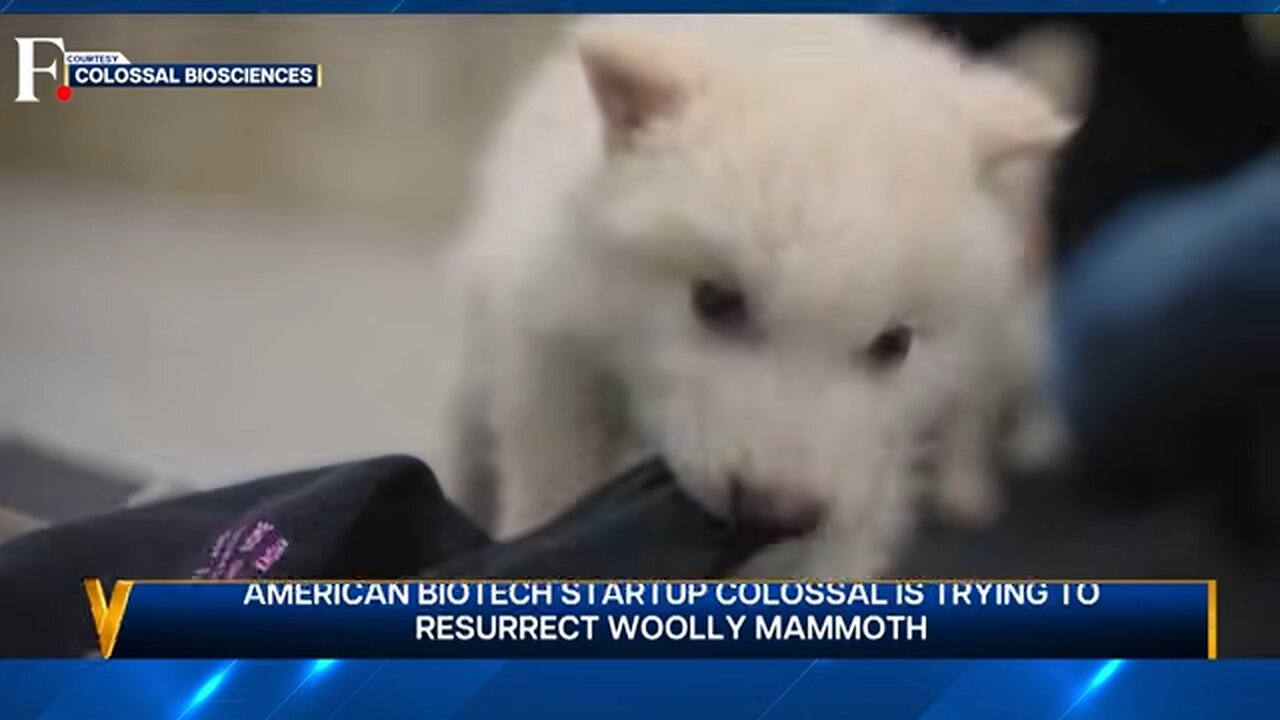 De-Extinction: Scientists Resurrect Dire Wolf that Died 12,500 Years Ago