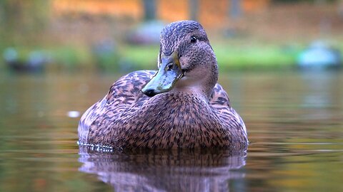 Last of My Mallard Duck Hens and Drakes in Water Footage