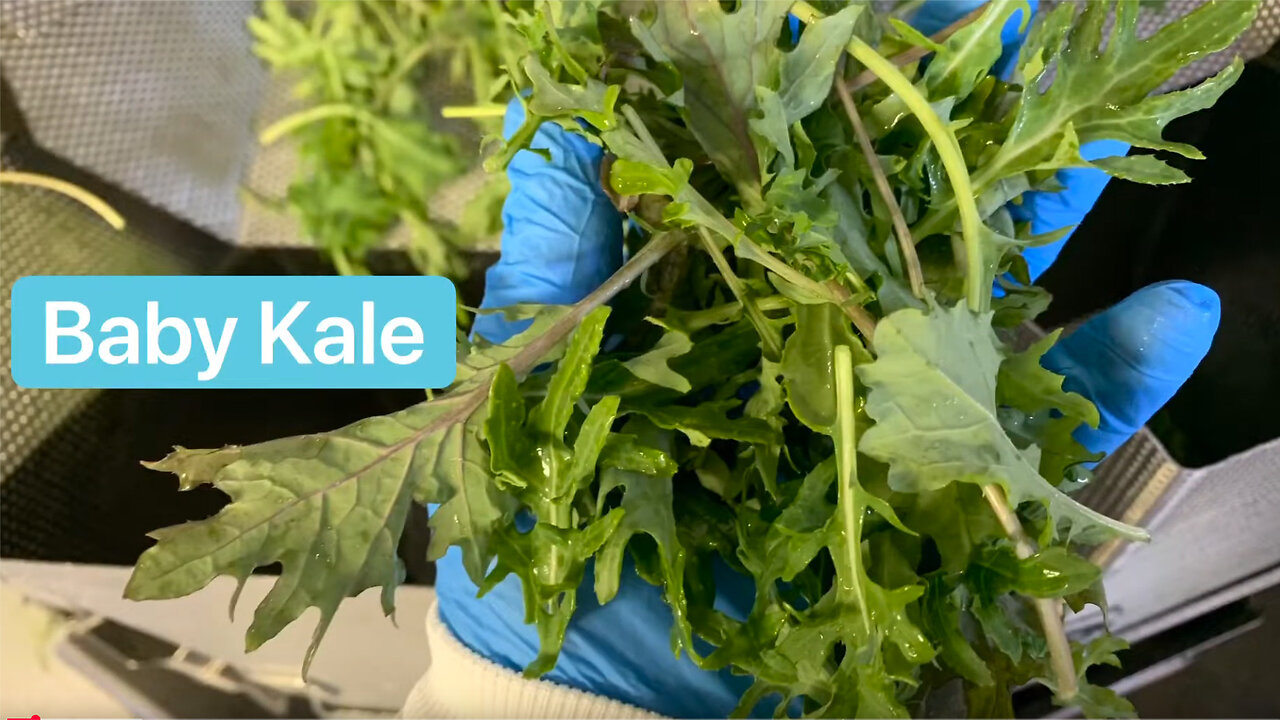 1.5lbs BABY KALE Weighing Packaging | HighTek USA’s 14 Head 7.5L Combination SALAD Multihead Weigher