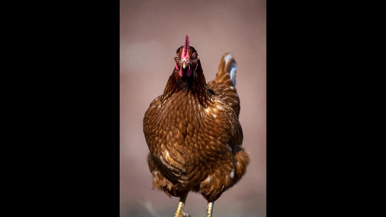 🥚🌙 Whispered Egg Lullaby ASMR