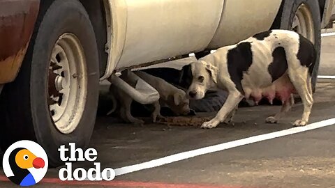 Woman Finds A Stray Pittie And Her Puppy In Freezing Cold | The Dodo