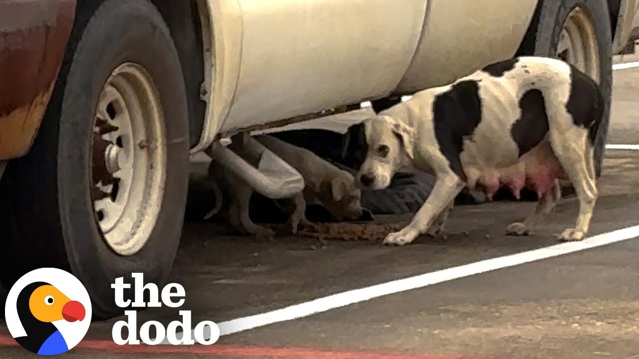 Woman Finds A Stray Pittie And Her Puppy In Freezing Cold | The Dodo