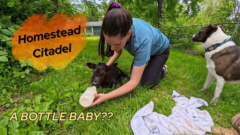 Can we SAVE a NEWBORN Near Death REJECTED CALF?? (Not clickbait!!)