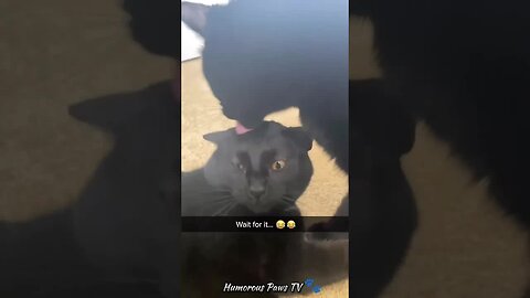 Funny animals 2024😂- Funniest Cats and Dogs Video😹🐶