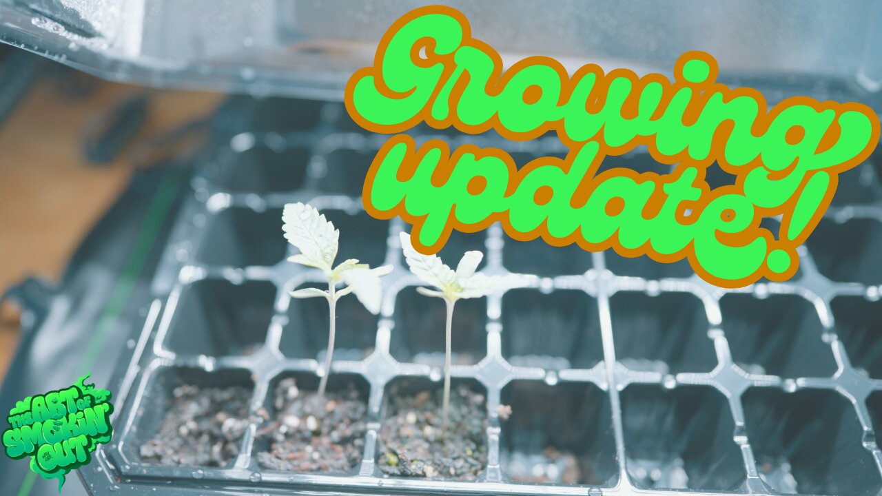 Grow Journal - Tent Setup