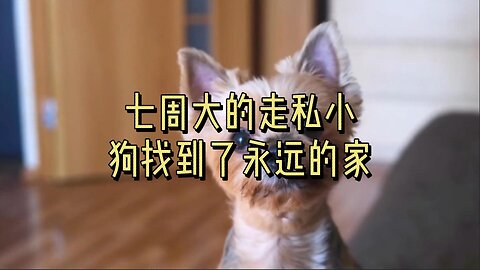 七周大的走私小狗找到了永远的家