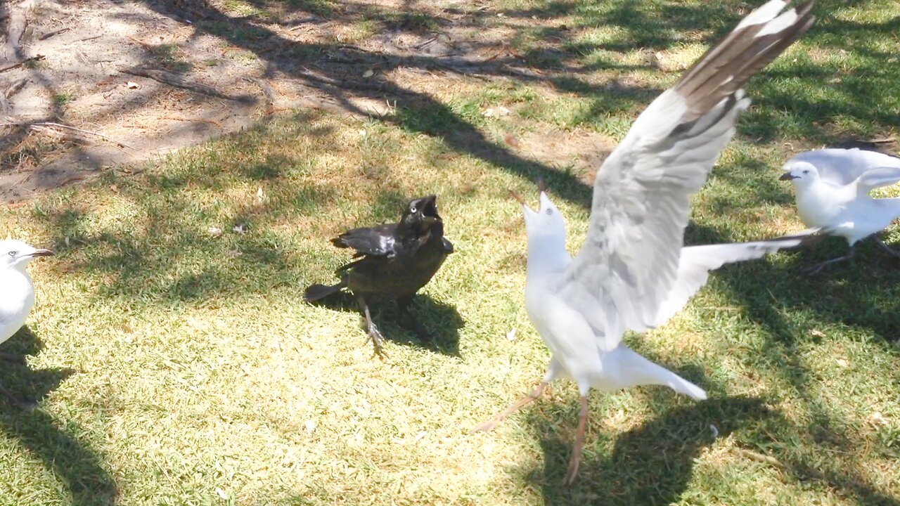 Raven’s Snack Jackpot Seagulls Throw a Hissy Fit at Cottesloe’s Food Fiasco!