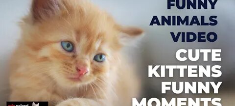 2. Funny Pets Compilation 2025 🐶😹 | Cats & Dogs Being Silly