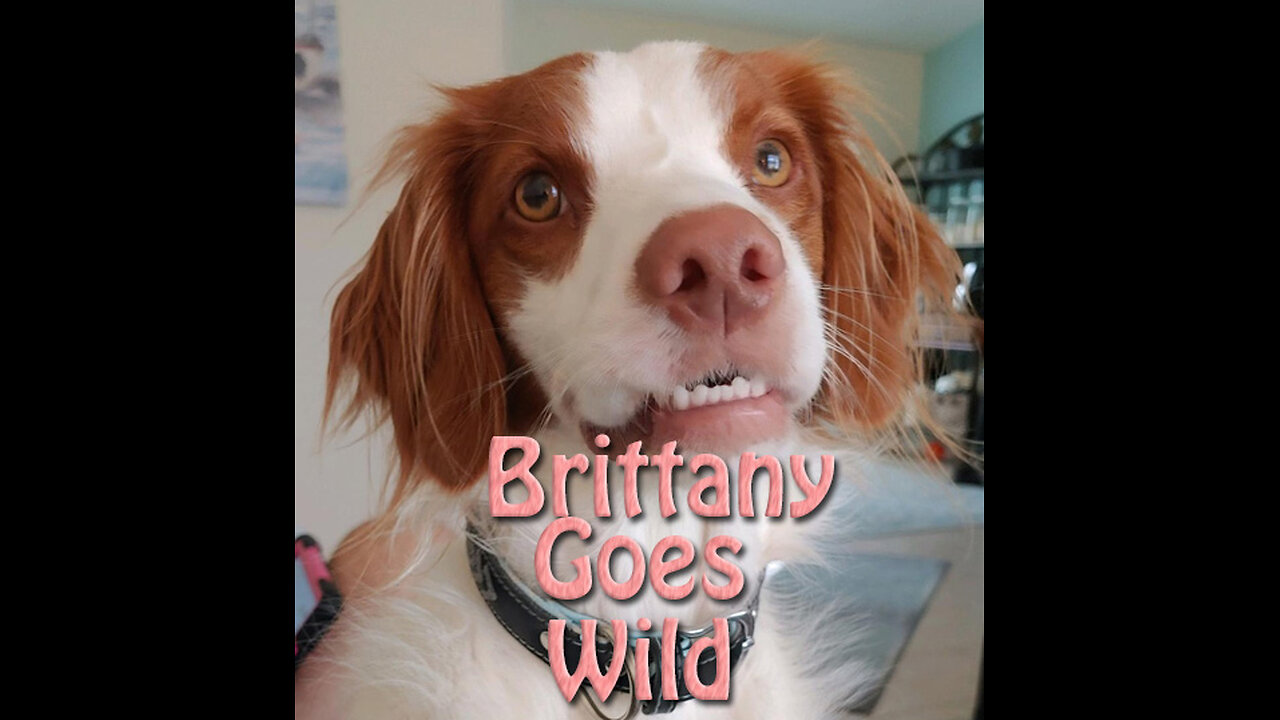 Brittany Goes Wild