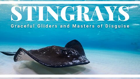 Secrets of the Stingray: Graceful Gliders of the Ocean 🌊✨