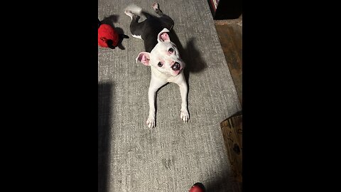 Meet Tommy, adopt update