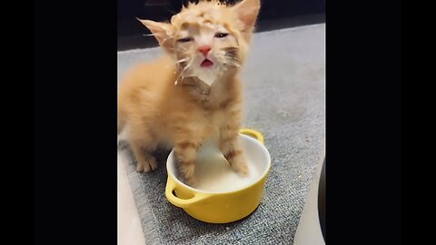 Kitten drinks milk while singing
