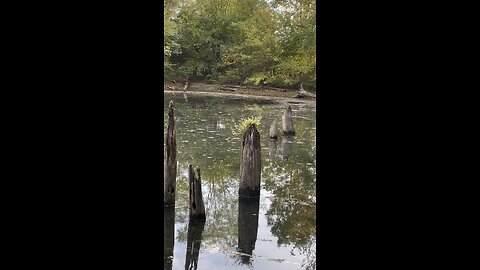 Opening day teal and wood duck