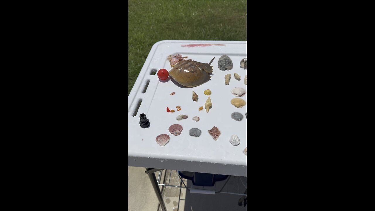 Beach Finds 5/25/2025 | 4K