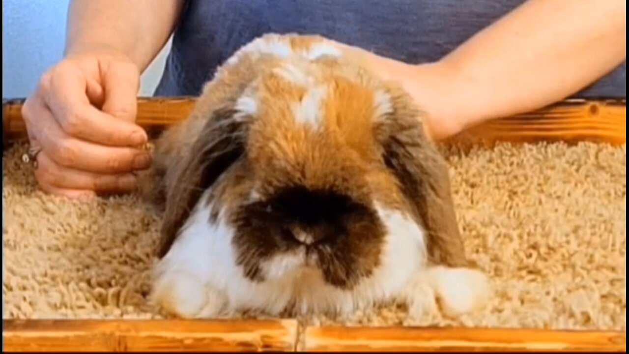 How to pose Holland Lops (& Netherland Dwarf): Where to Start and Correct