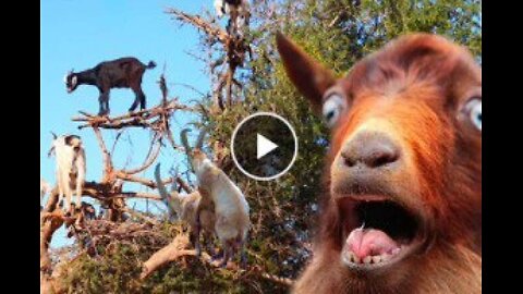 Funny Animals 🐧 - Best Of The 2025 Funny Animal Videos 😁 - Cutest Animals Ever