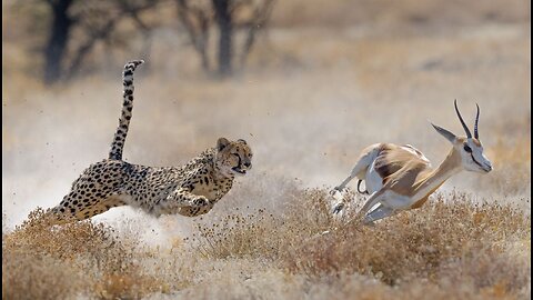 The Ultimate Cheetah Chase | Attack and Defend 101