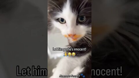 Funny animals 2024😂- Funniest Cats and Dogs Video😹🐶 #30