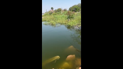 Hyderabad Fishing Fish Catch Big Size Thalapia Single Hook 🪝 india Fishing 🎣 video #Fishing #Fish