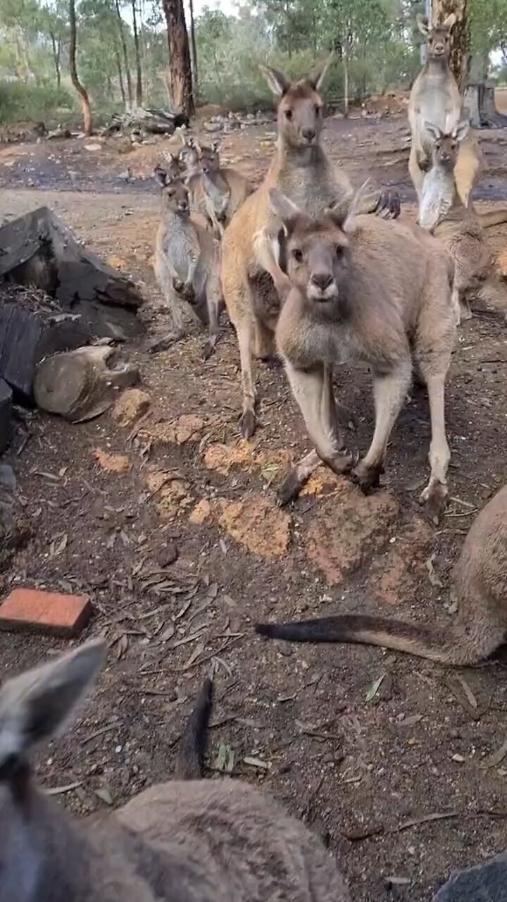This kangaroo just talked