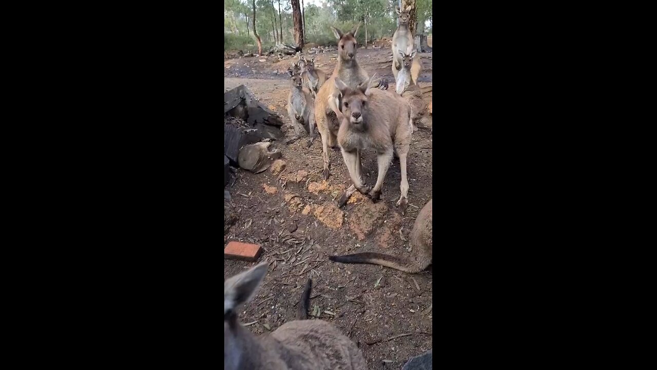 This kangaroo just talked