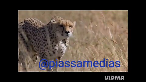 king Leopard
