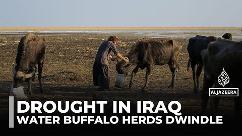 Iraq’s water buffalo herds dwindle as drought and dams shrink ancient marshlands
