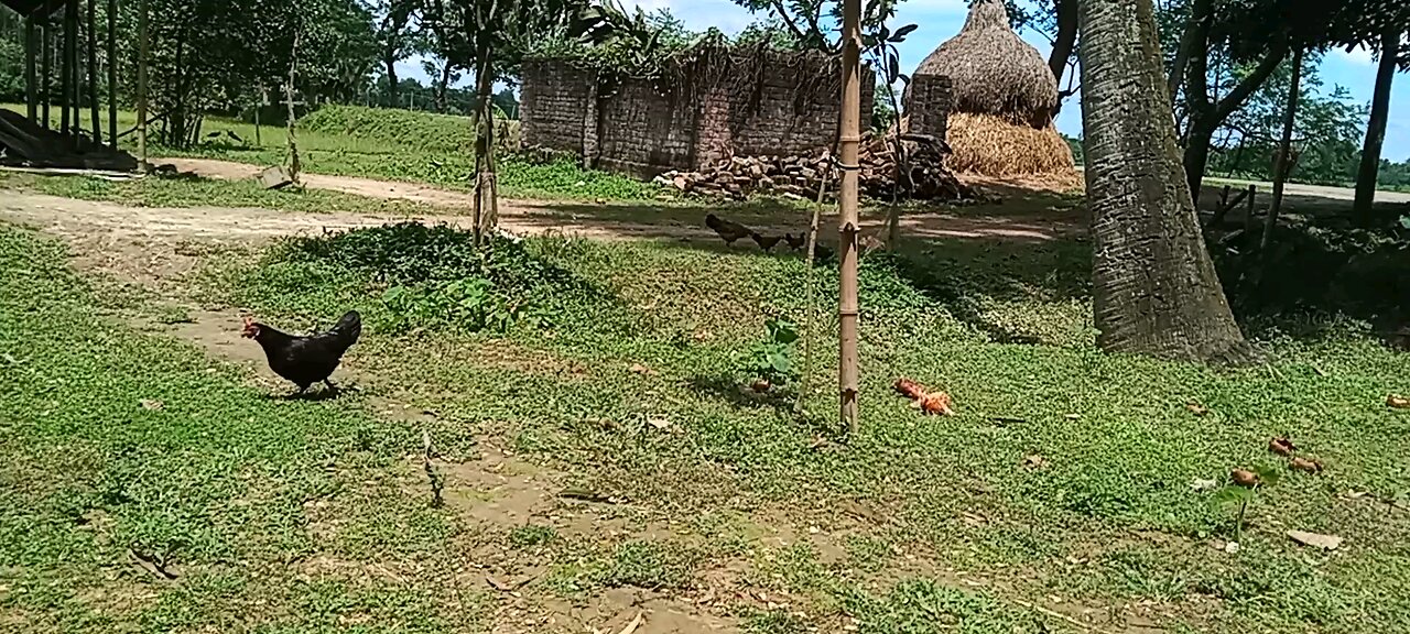 Black hens
