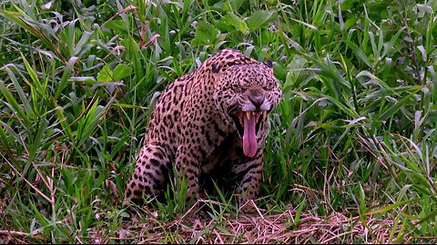 Tourists unintentionally come face to face with jaguar in Brazil's Pantanal