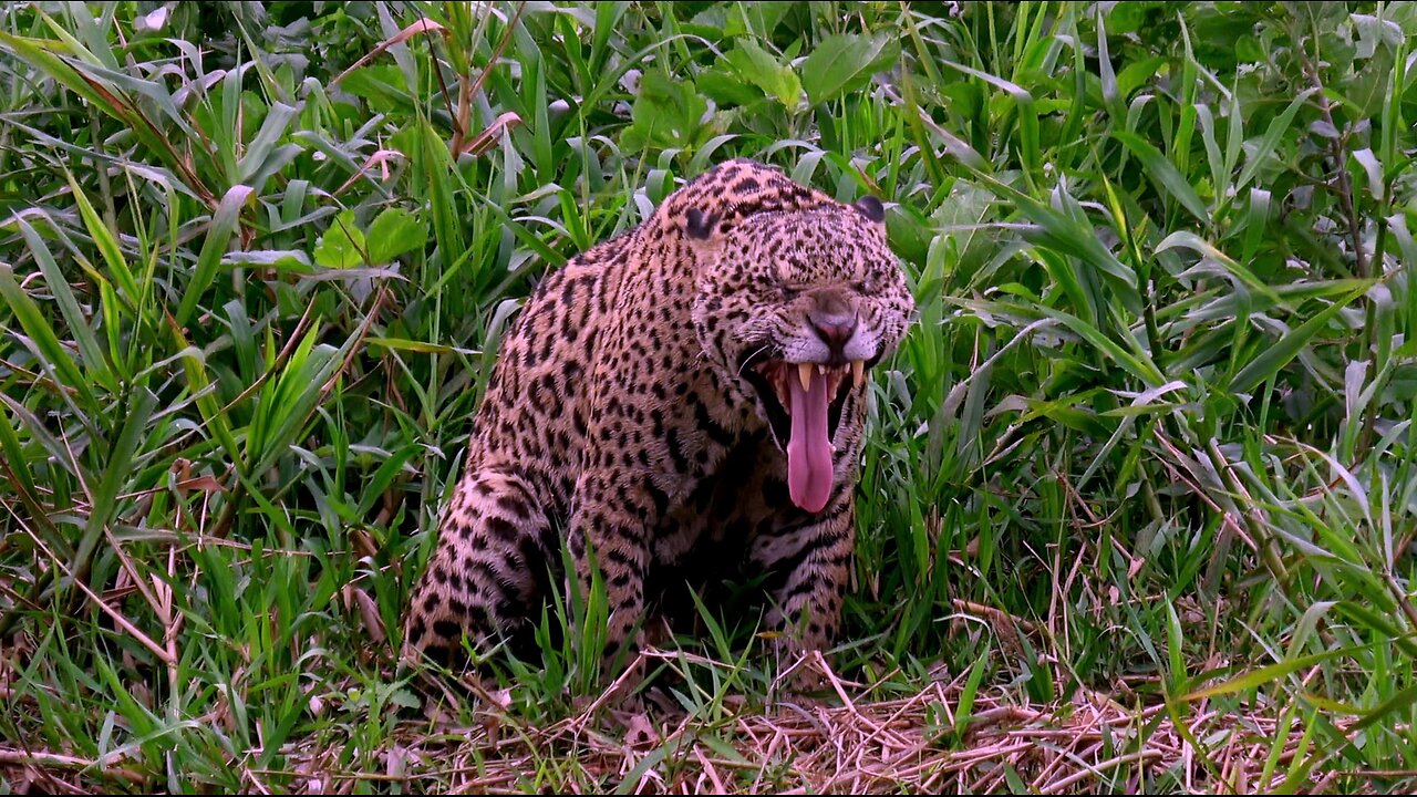 Tourists unintentionally come face to face with jaguar in Brazil's Pantanal