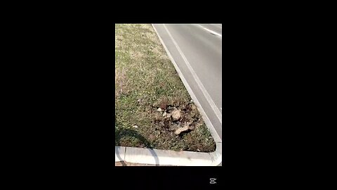 che succede a Magenta?