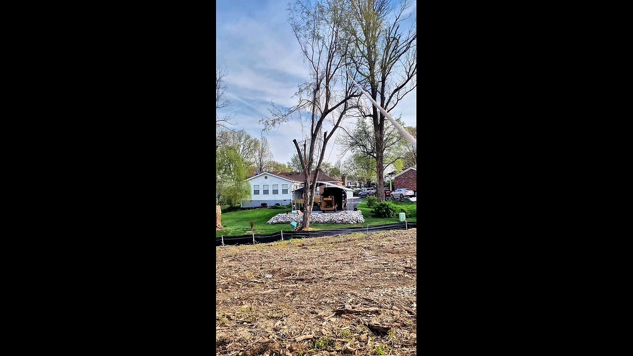 dropping cherry tree